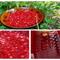 RECEPT: Domača marmelada iz gozdnih jagod