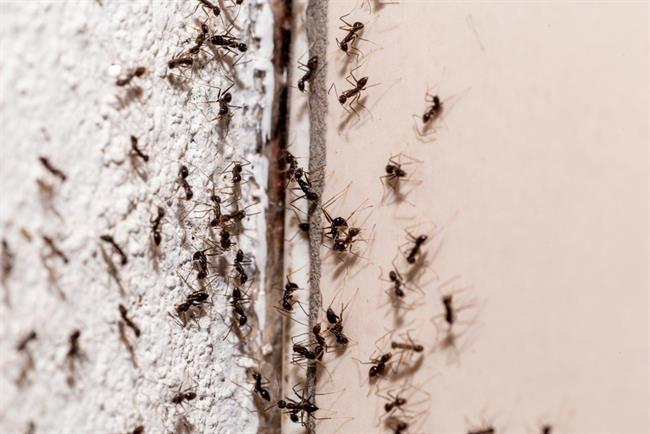 	Odpravite mravlje na naravni način. (foto: Freepik.com)