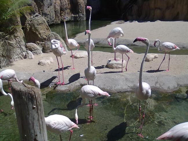 Živalski vrt v Valenciji. (foto: osebni arhiv)