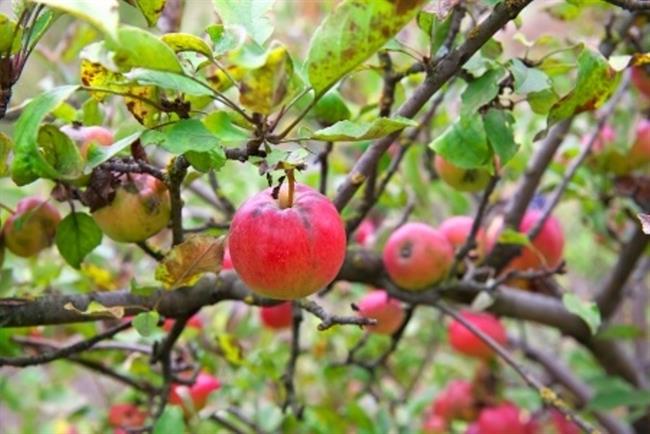 Najbolj zdrava so domača jabolka. (foto: www.123rf.com)