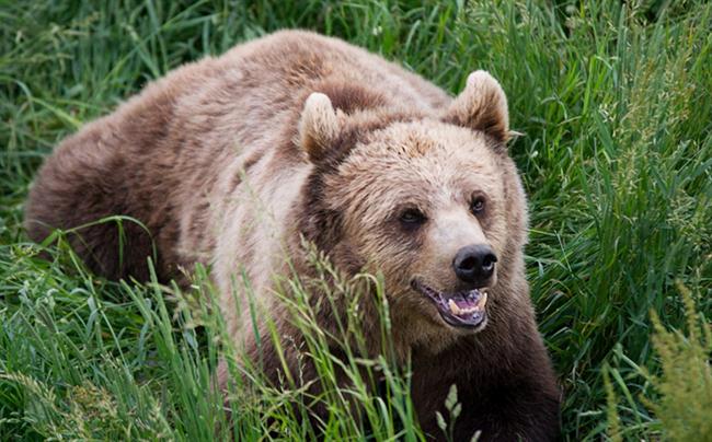 Medved se človeka boji, zato se mu največkrat pravočasno umakne. (foto: www.sxc.hu)