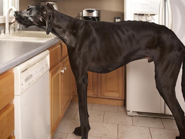 Zeus je postal največji pes na svetu. (foto: Facebook)
