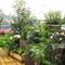 Kako urediti vrt na balkonu ali terasi (nasveti izkušene vrtnarke in agronomke)?