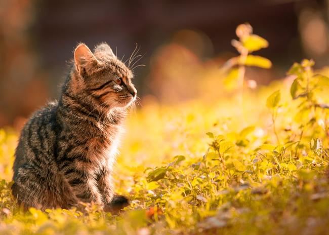 Danes in jutri bo povečini sončno. (foto: pexels.com)