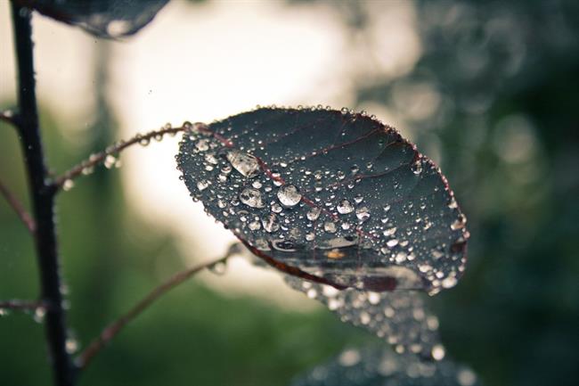 Danes bo dež od zahoda zajel vso Slovenijo. (foto: pexels.com)