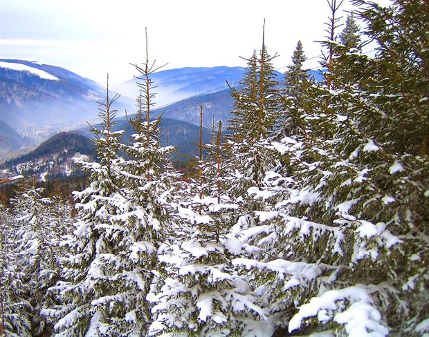 Lepa misel za lepši dan. (foto: freeimages.com)