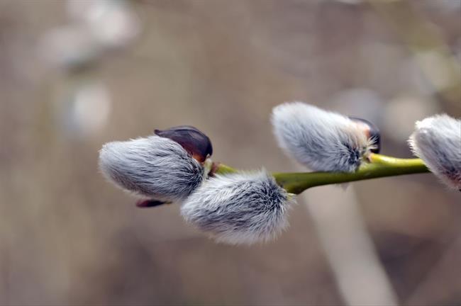 Lepa misel za lepši dan. (foto: freeimages.com)