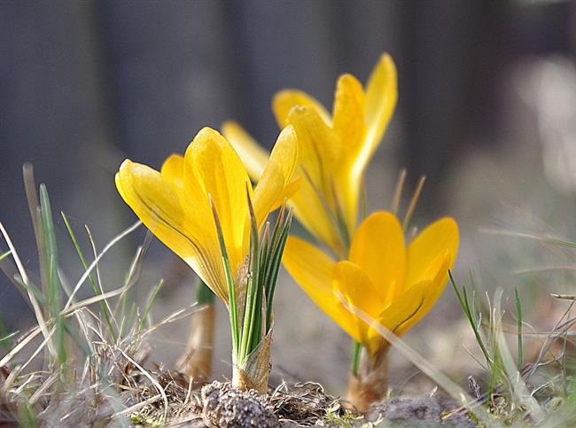 Lepa misel za lepši dan. (foto: freeimages.com)