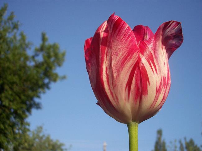 Lepa misel za lepši dan. (foto: freeimages.com)