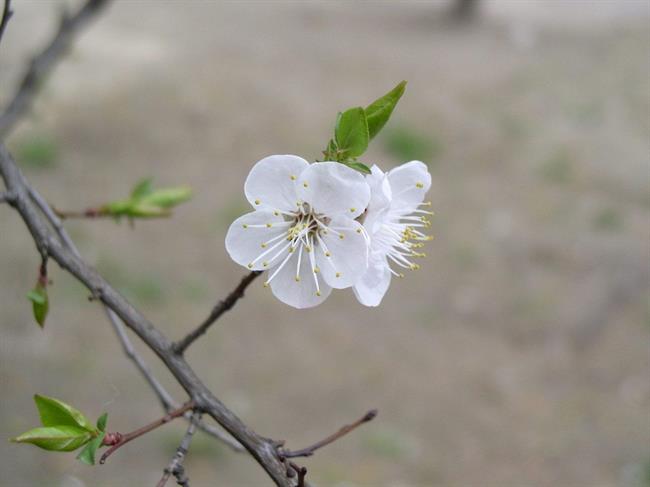 Lepa misel za lepši dan. (foto: freeimages.com)