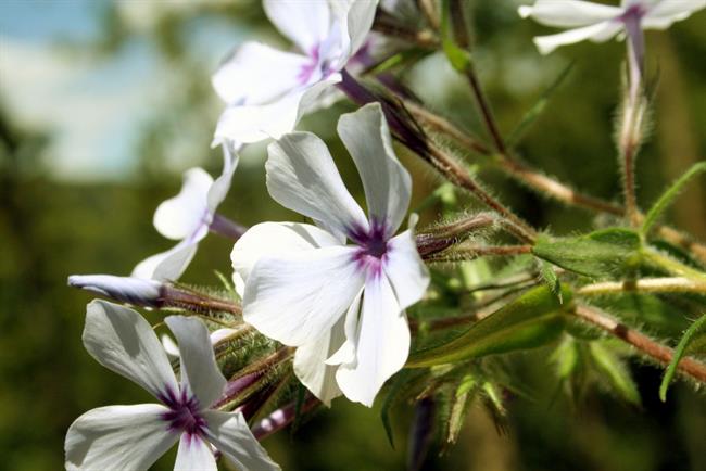 Lepa misel za lepši dan. (foto: freeimages.com)