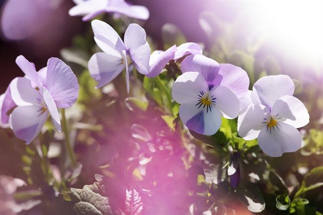 Lepa misel za lepši dan. (foto: pexels.com)