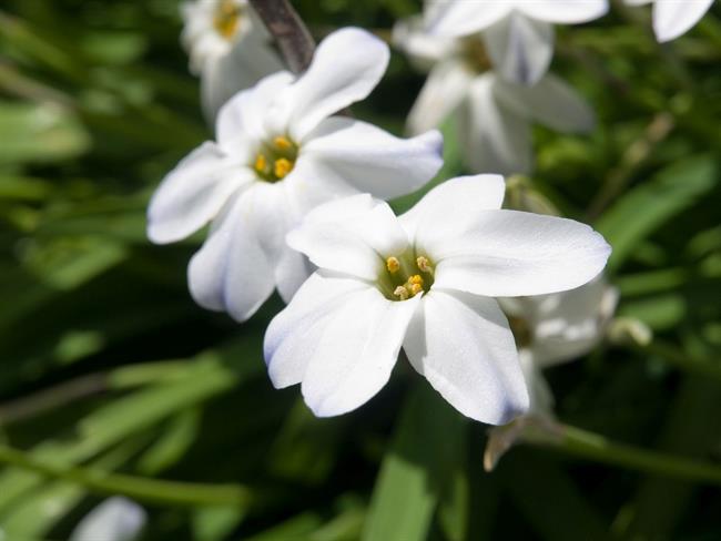 Lepa misel za lepši dan. (foto: freeimages.com)