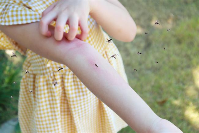 	Odpravite komarje z naravnimi vonji. (foto: Freepik.com)