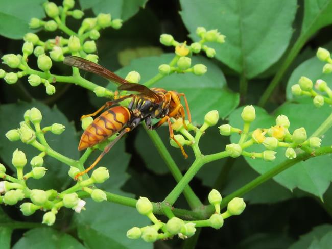 	Če vas piči osa, na mesto vboda položite aspirin. (foto: freepik.com)