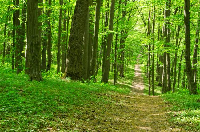 	Zelena barva nam daje navdih. (foto: Freepik.com)