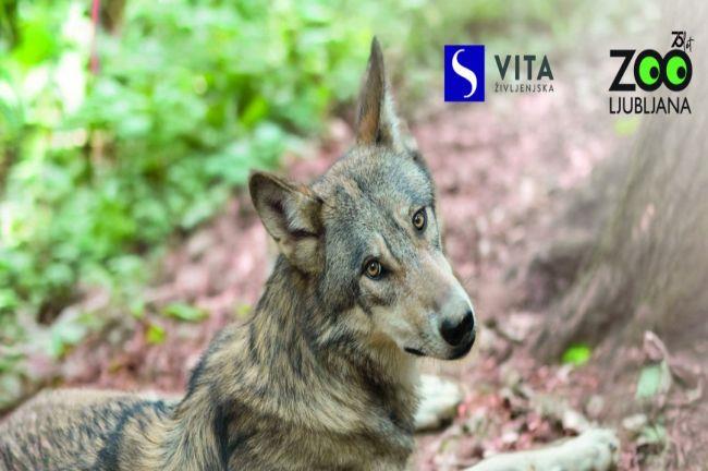 ZOO Ljubljana vabi na praznovanje 75. rojstnega dne (Foto: spletna stran ZOO Ljubljana)