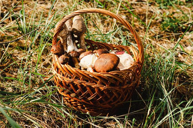 Preden gobo zaužijete, se 2-krat prepričajte, da je zares užitna. (Foto: Freepik.com). SLIKA JE SIMBOLIČNA