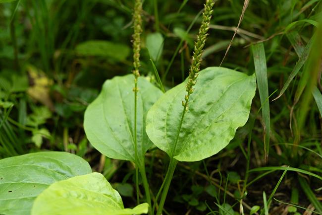 Trpotec je zdravilen. (Foto: Freepik)