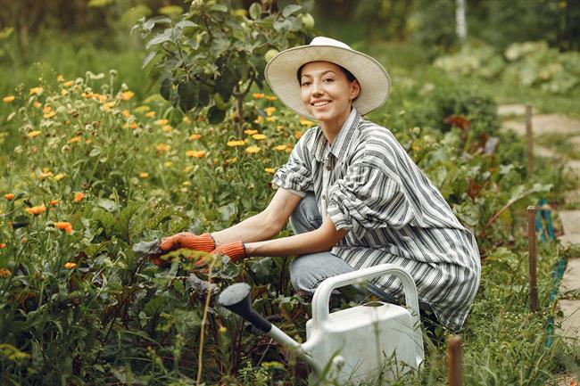 Ovenela rastlina še ni nujno izgubljena. Z nekaj potrpežljivosti lahko ponovno ozeleni in zacveti. (Foto: Freepik)