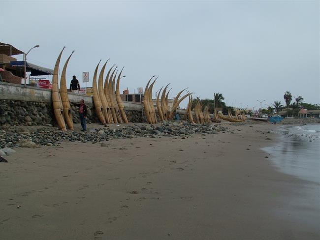 Morski konjički – caballitos del mar. (foto: Igor Paušič)