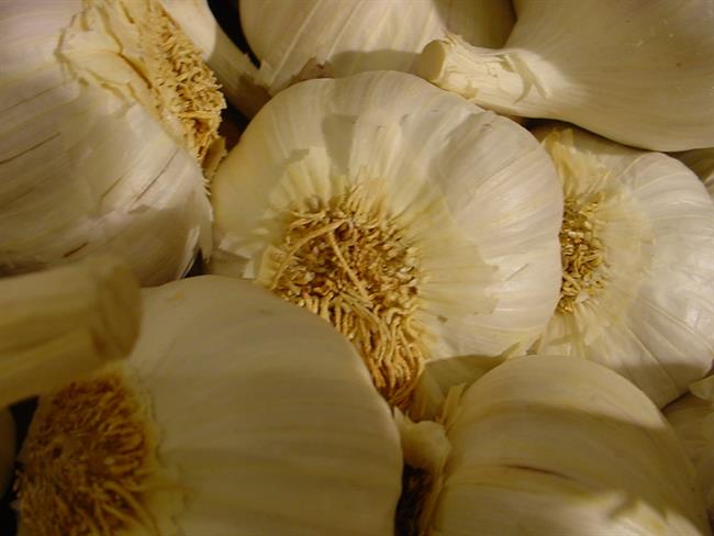 Naredite zdravilni česnov sirup. (foto: www.sxc.hu)