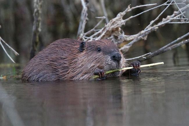 Kanadski bober (foto: ZOO)