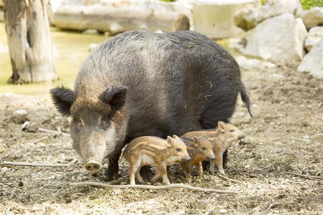 Divja svinja (foto: ZOO)