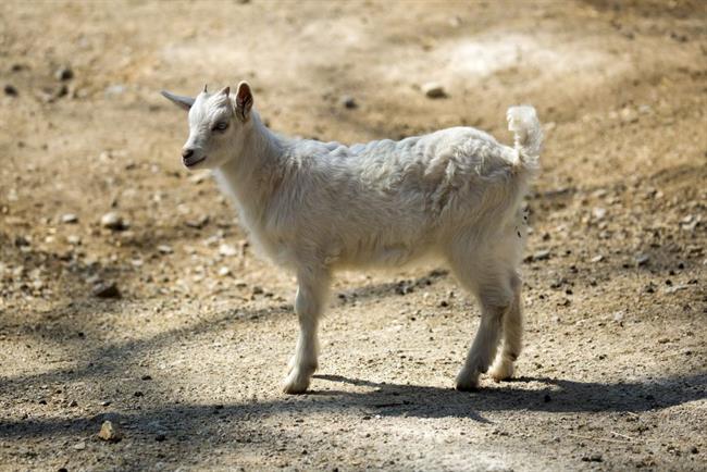 Drežniška koza (foto: ZOO)