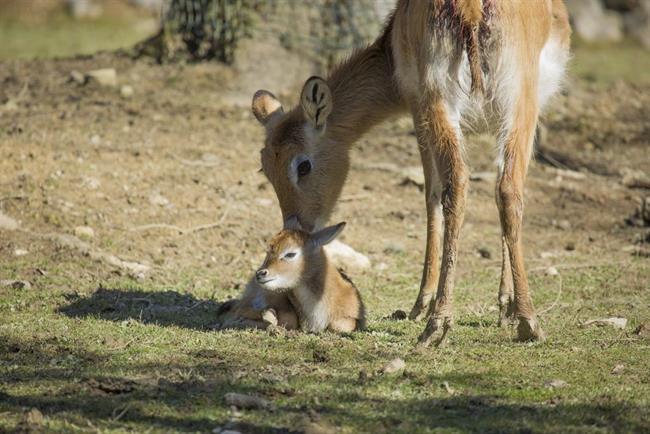 Liči antilopa (foto: ZOO)