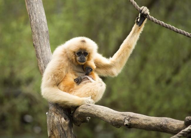 Zlatiločni gibon (foto: ZOO)