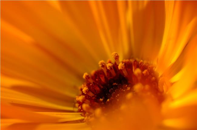 Ognjič je zelo zdravilna rastlina. (foto: freeimages.com)