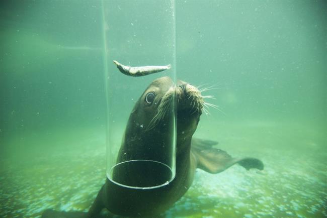 To soboto bo v ZOOju veselo! (foto: ZOO Ljubljana)