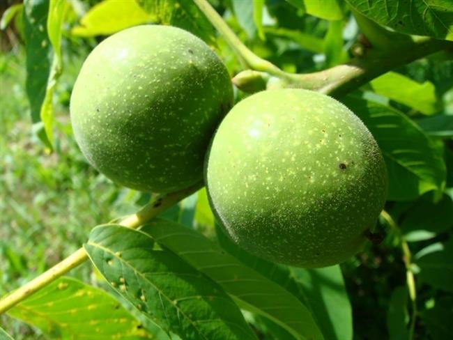 Zeleni orehi vsebujejo vitamin C in jod. (foto: freeimages.com)