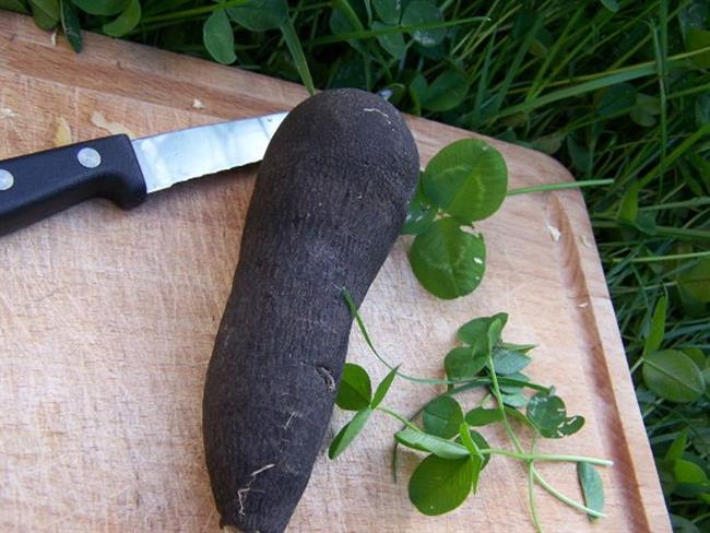 Črna redkev  je zelo zdravilna. (foto: morguefile.com)