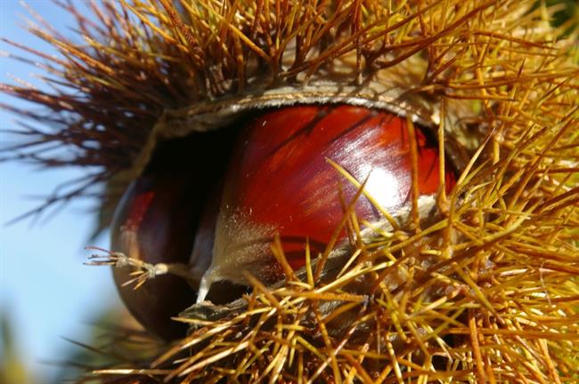 Jesen ponuja svoje plodove. (foto: freeimages.com)