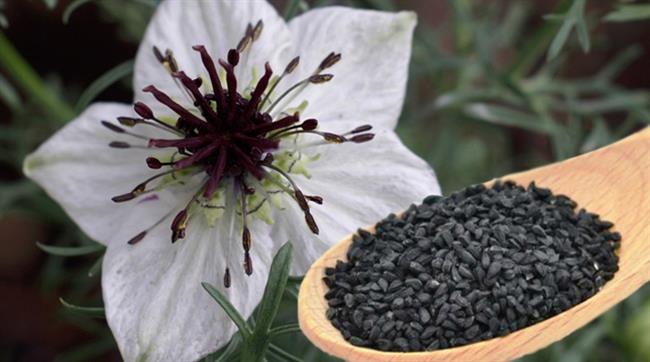 Črna kumina. (foto: www.naturallifeenergy.com)