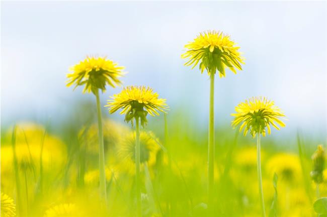 Jejte zdravilni regrat. (foto: freeimages.com)