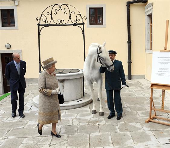 Kraljičin lipicanec. (foto: Sibil Slejko)