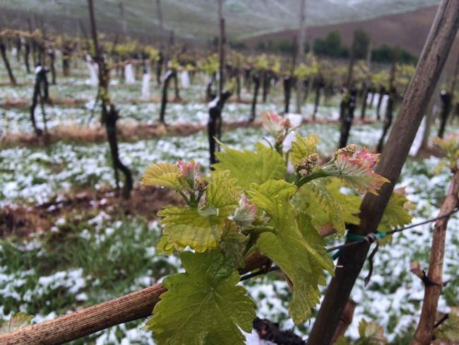 Sneg je naredil škodo tudi po vinogradih.