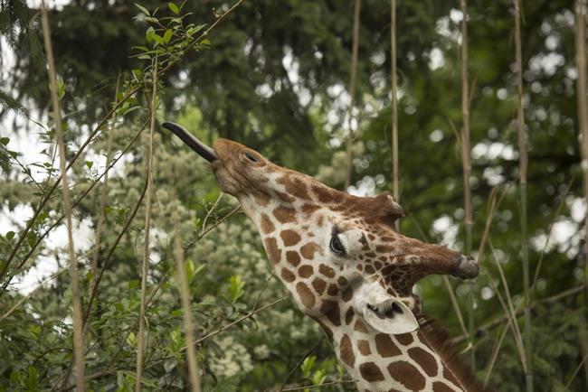 Svetovni dan žiraf tudi v Ljubljani. (foto: ZOO)