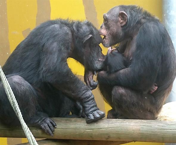 Mlada družina v ZOO Ljubljana. (foto: ZOO)