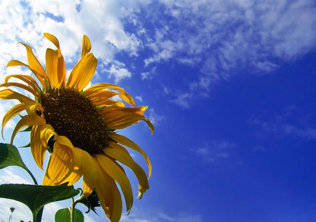 Lepa misel za lepši dan. (foto: freeimages.com)