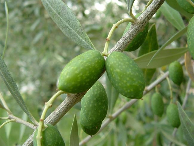 Jejte olive, zdrave so. (foto: freeimages.com)