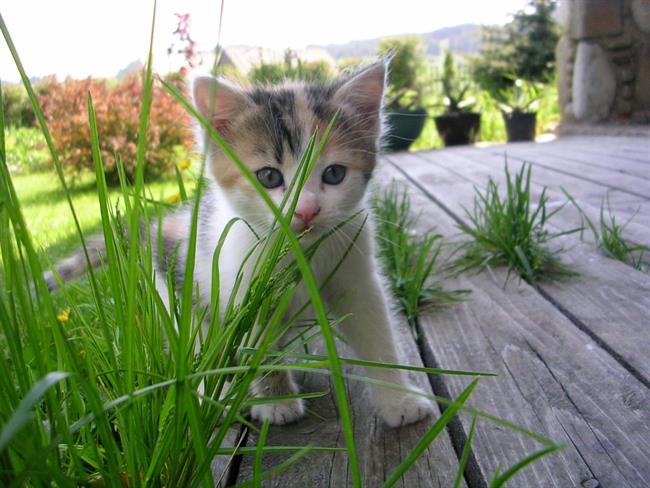 Zapuščene mačke predstavljajo velik problem. (foto: freeimages.com)