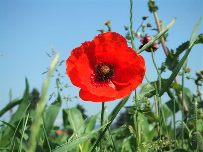 Lepa misel za lepši dan. (foto: freeimages.com)