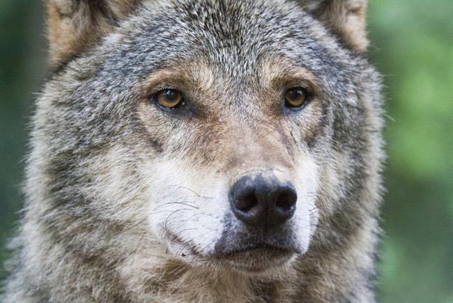 Tudi november bo v ZOO Ljubljana pester.