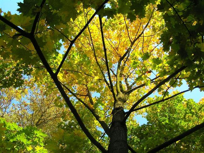 Lepa misel za lepši dan. (foto: freeimages.com)