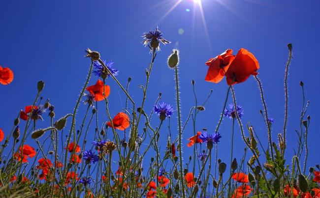 Lepa misel za lepši dan. (foto: pexels.com)