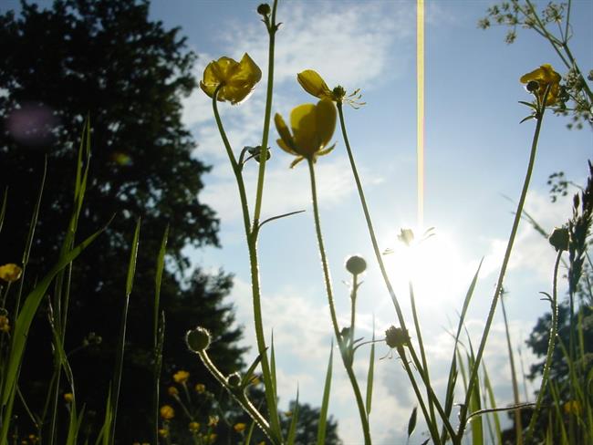 Lepa misel za lepši dan. (foto: freeimages.com)